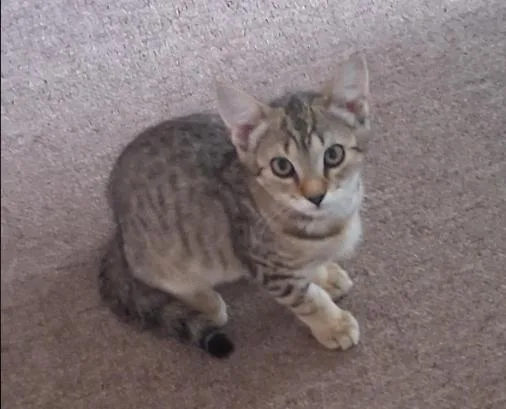 A baby medium-sized male Domestic Short Hair cat named Dodi for adoption in Stewartsville, NJ