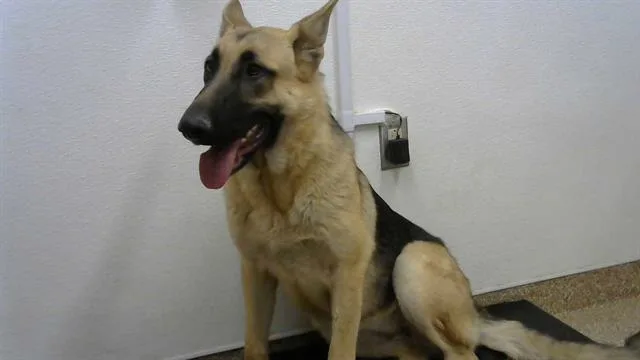 An adult large-sized female German Shepherd Dog dog named Dixie for adoption in Albuquerque, NM