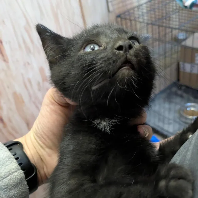 A baby small-sized male Black Domestic Short Hair cat named Midnight for adoption in Rochester, MN