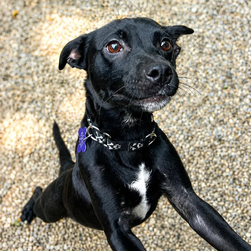 A young small-sized male Black Mixed Breed dog named Arthur for adoption in Hopkinton, MA