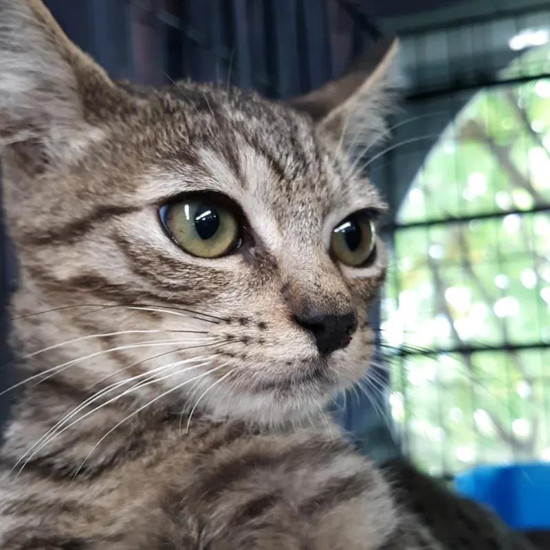 A baby small-sized male Brown / Chocolate Domestic Short Hair cat named Oscar for adoption in Spokane, WA