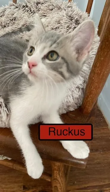 A baby medium-sized male Domestic Short Hair cat named Ruckus for adoption in Zimmerman, MN