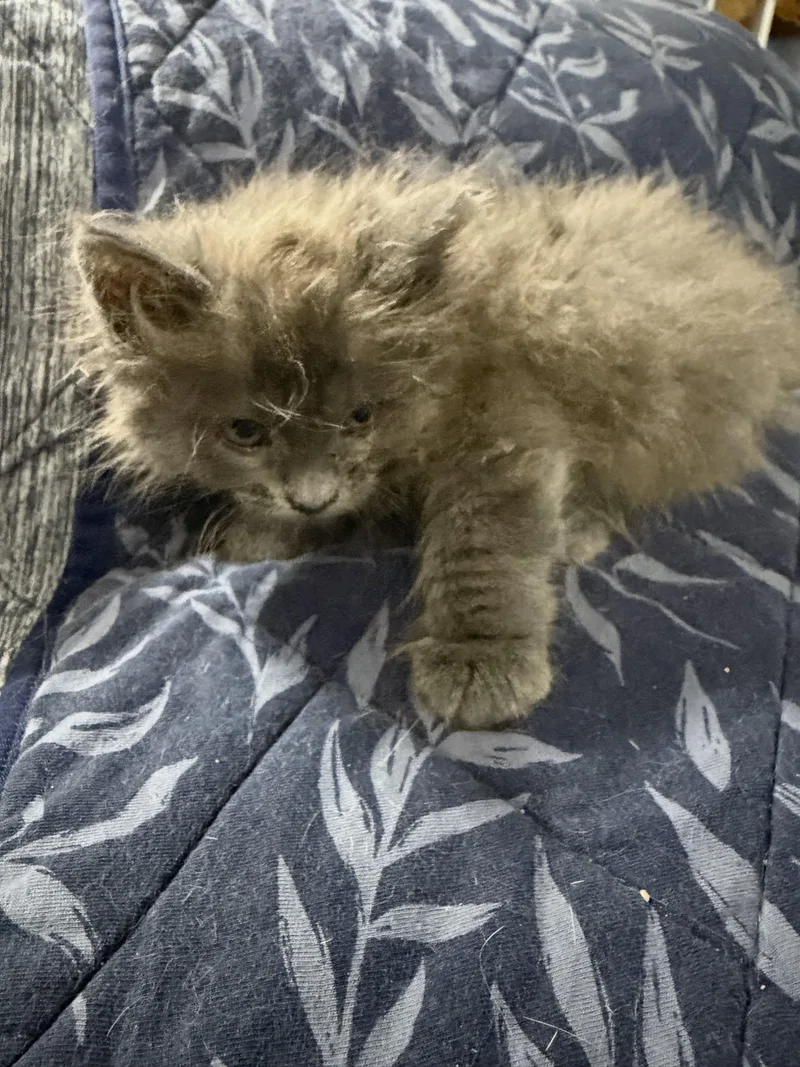 A baby small-sized male Gray / Blue / Silver Russian Blue cat named Blues for adoption in Studio City, CA