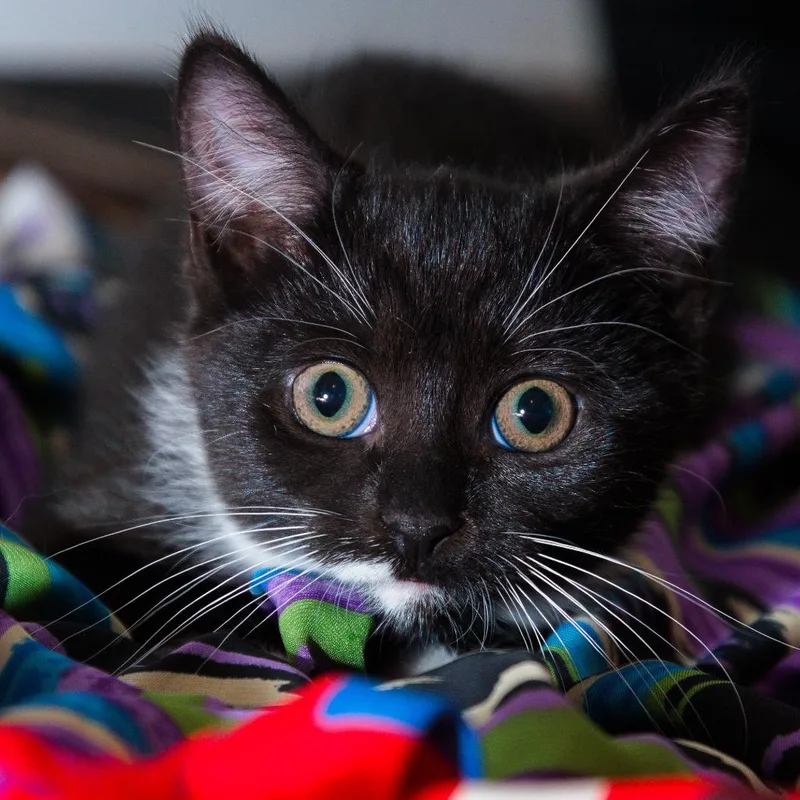 A baby small-sized male Black Domestic Short Hair cat named GW k Red for adoption in Natick, MA