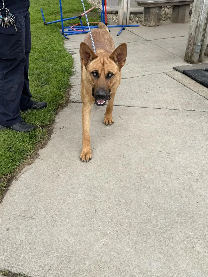 An adult large-sized male Golden Belgian Shepherd / Malinois dog named Scooby for adoption in Oakdale, CA