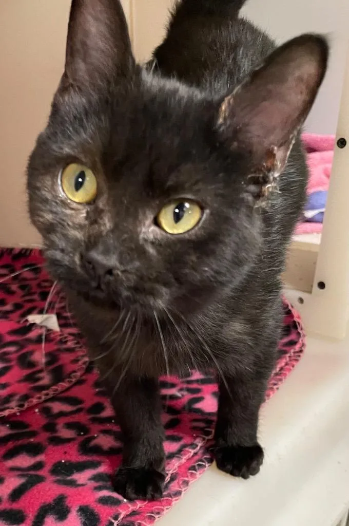 Big Chief thumbnail 2