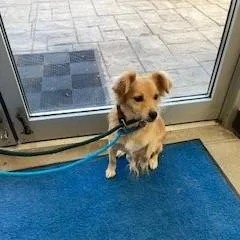 An adult small-sized female Chihuahua dog named YORKStray for adoption in York, PA