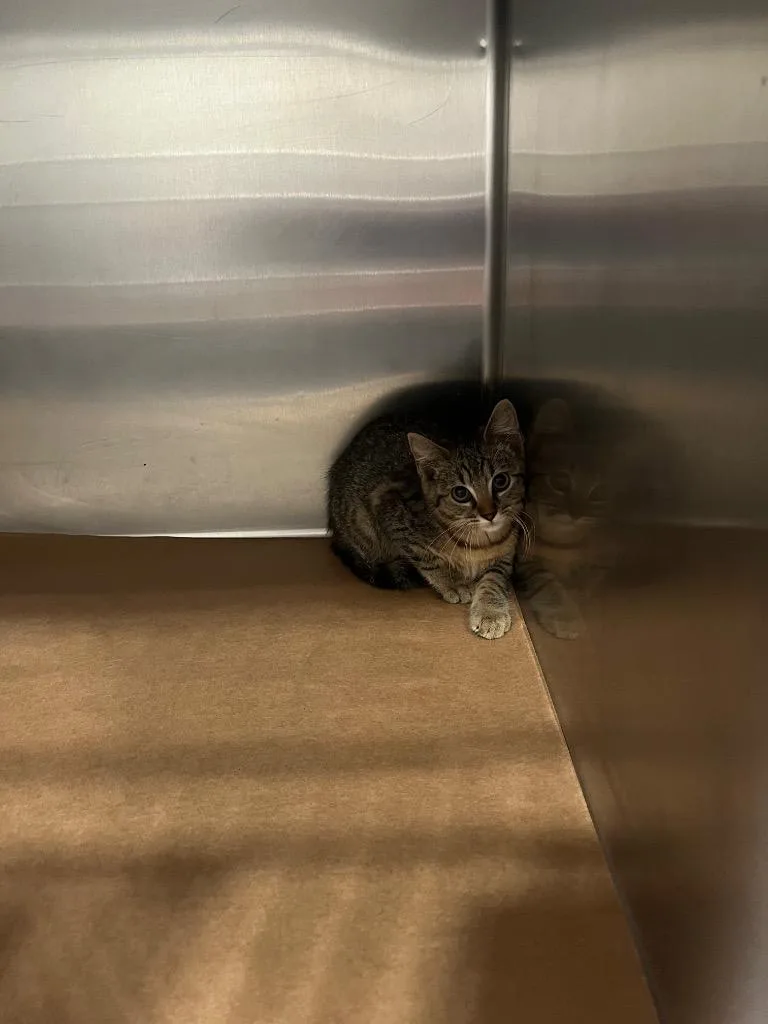 A baby large-sized female Domestic Short Hair cat named Cookie for adoption in Cartersville , GA