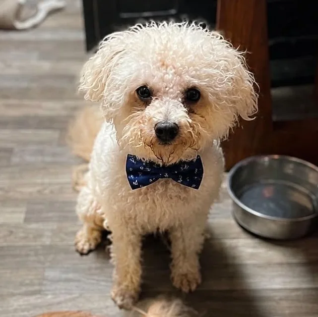A young small-sized male Miniature Poodle dog named Kirby Gs for adoption in Allen, TX