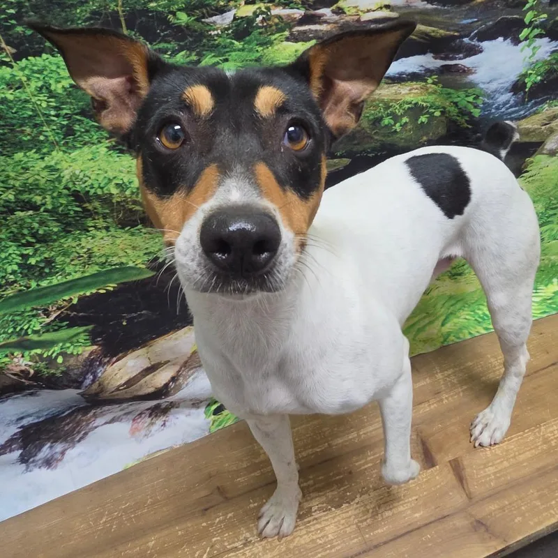 An adult medium-sized male Jack Russell Terrier dog named Charlie for adoption in Normal, IL