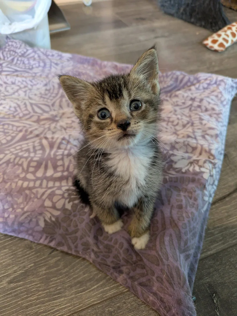 A baby medium-sized female Domestic Short Hair cat named Misty for adoption in Orlando, FL