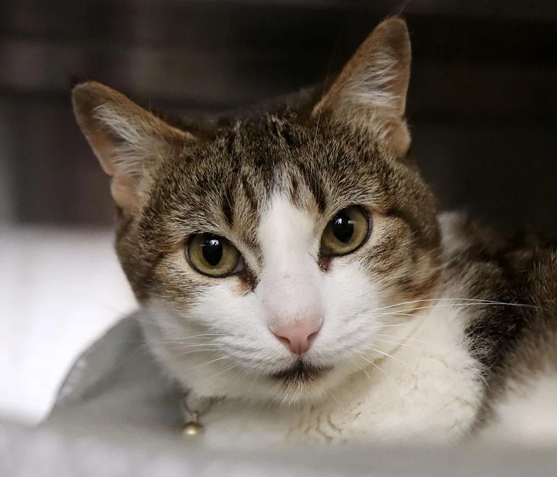 A young medium-sized female Tabby (Gray / Blue / Silver) Domestic Short Hair cat named Cinnamon for adoption in Kansas City, KS