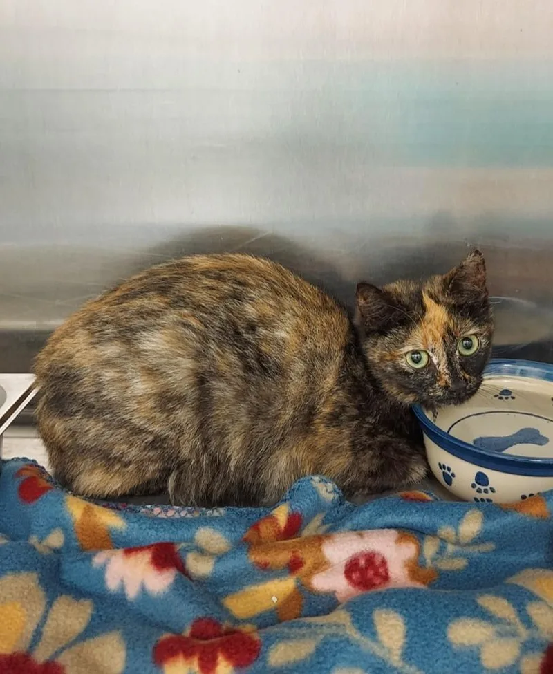 A baby small-sized female Domestic Short Hair cat named California for adoption in Hartsville, SC