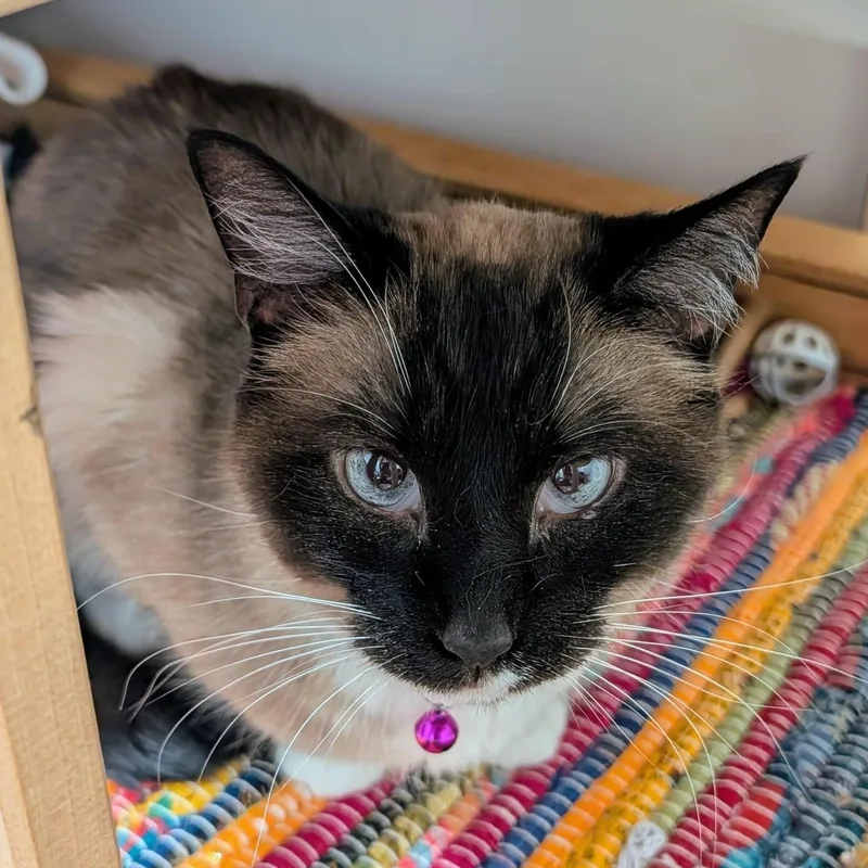 An adult medium-sized female Snowshoe cat named Minnow for adoption in New York, NY