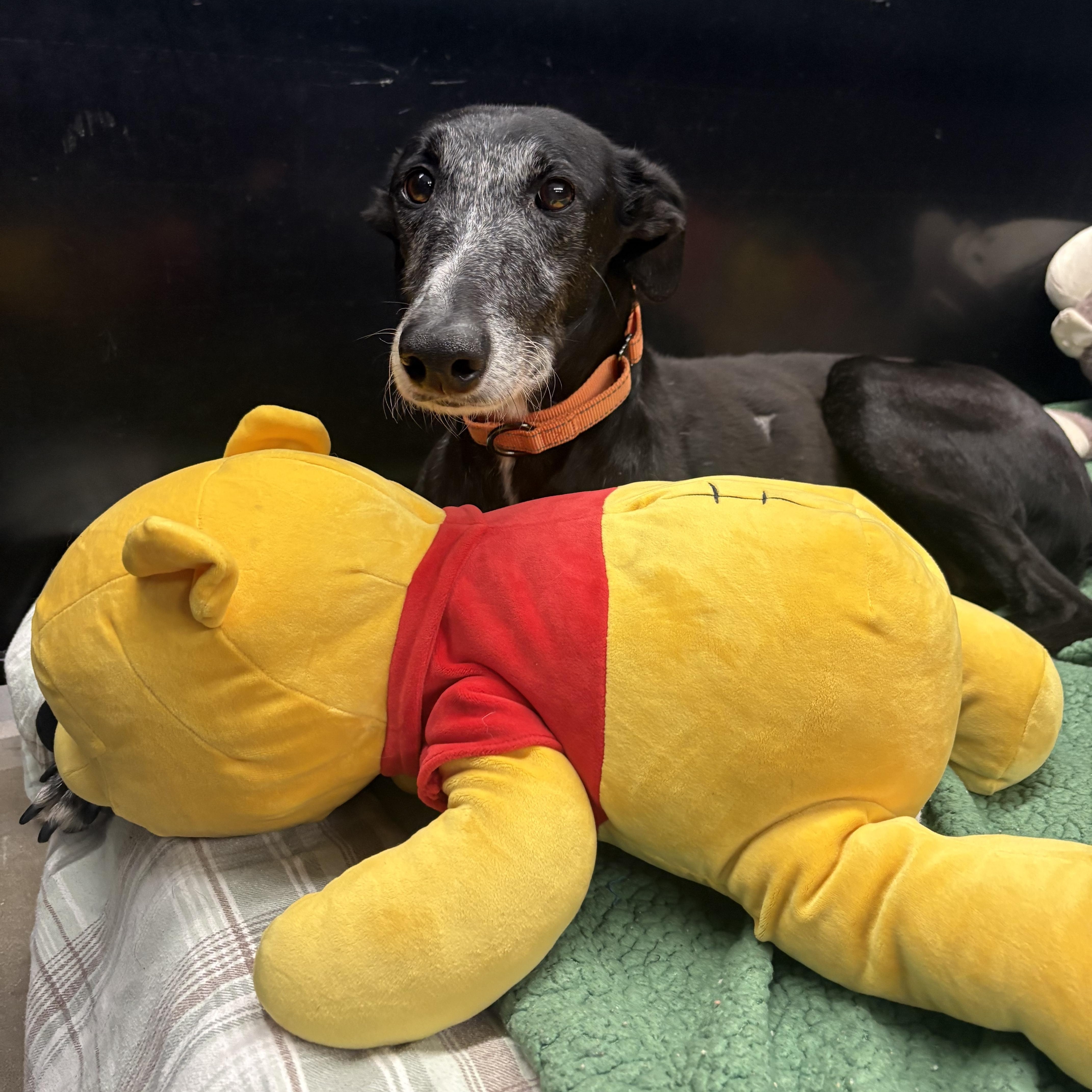 An adult large-sized male Black Galgo Spanish Greyhound dog named Peter for adoption in Swanzey, NH