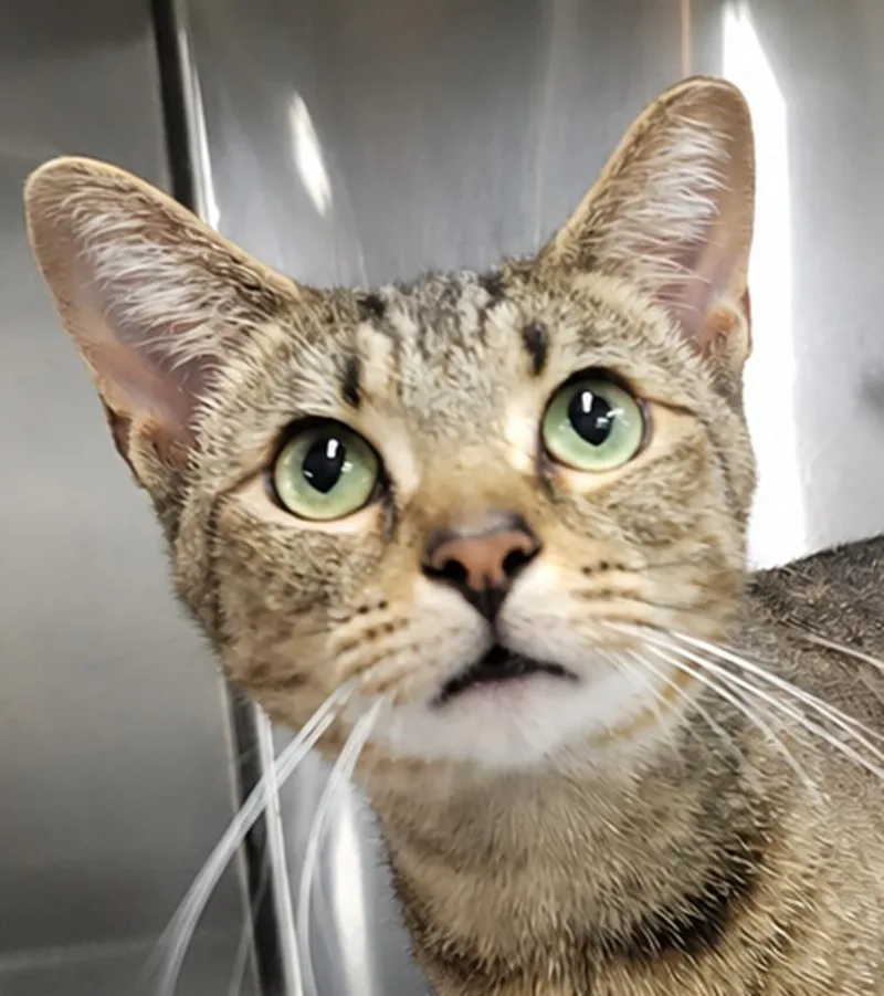 Hans FIV+ thumbnail 3