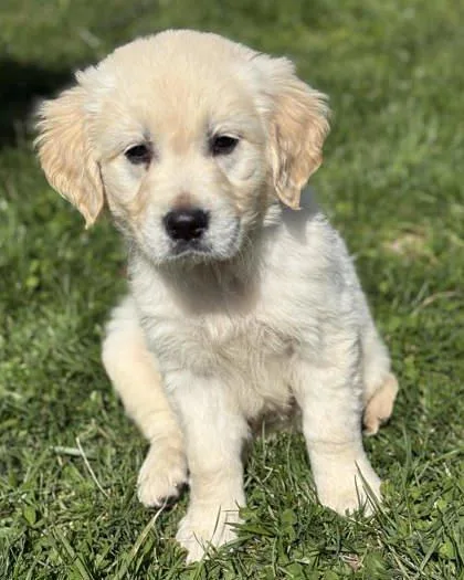A baby large-sized male Golden Retriever dog named Reuben for adoption in Malvern, PA