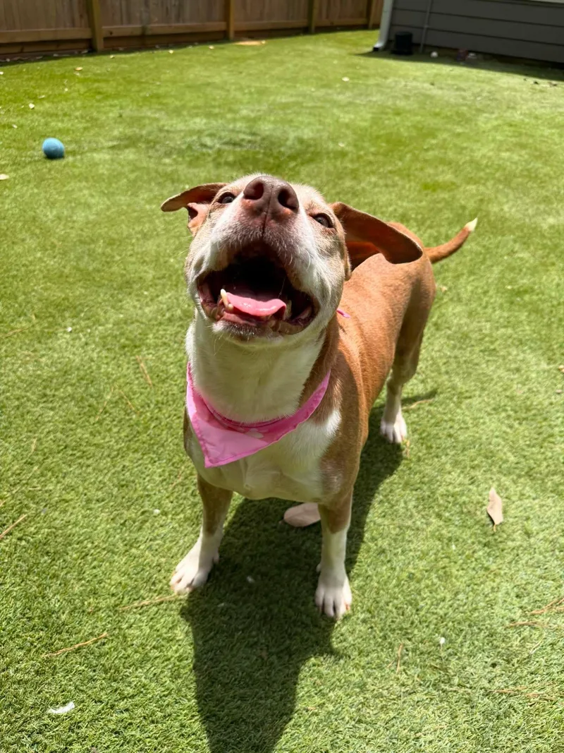 Daisy thumbnail 5