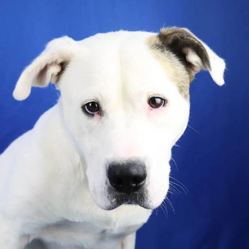 An adult medium-sized male White / Cream Pit Bull Terrier dog named Milo U for adoption in Tupelo, MS