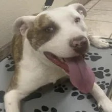 A young medium-sized male White / Cream Pit Bull Terrier dog named Champ for adoption in Deming, NM