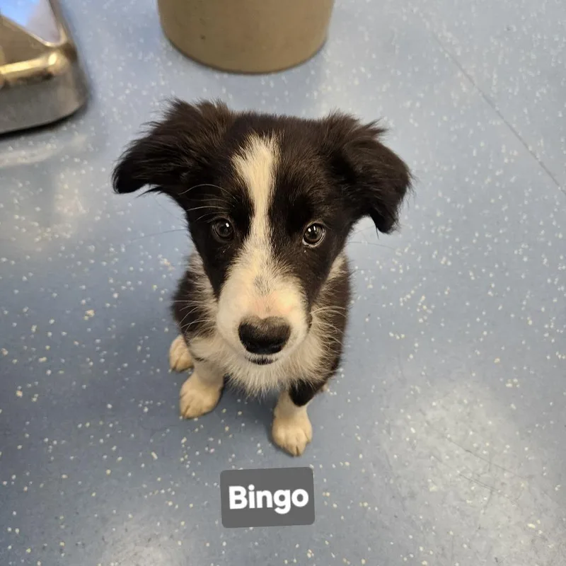 Bingo