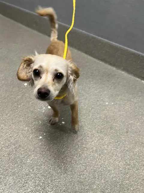 A young small-sized female Chihuahua dog named Naponika for adoption in Las Vegas, NV