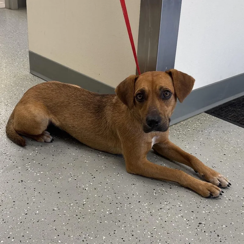 A young medium-sized female Beagle dog named Cookie Crumble for adoption in Galax, VA