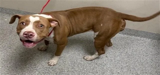 A young large-sized female Pit Bull Terrier dog named A for adoption in Pasadena, TX
