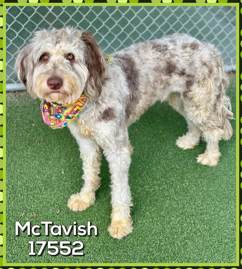 Mctavish thumbnail 2