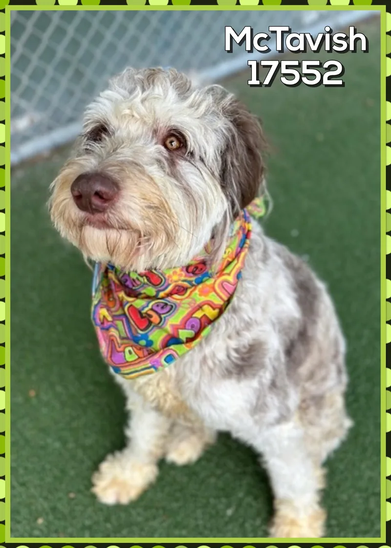 Mctavish thumbnail 3