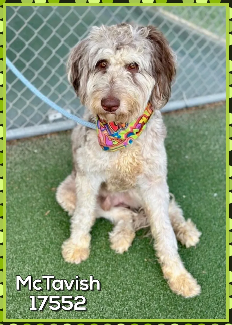 Mctavish thumbnail 4