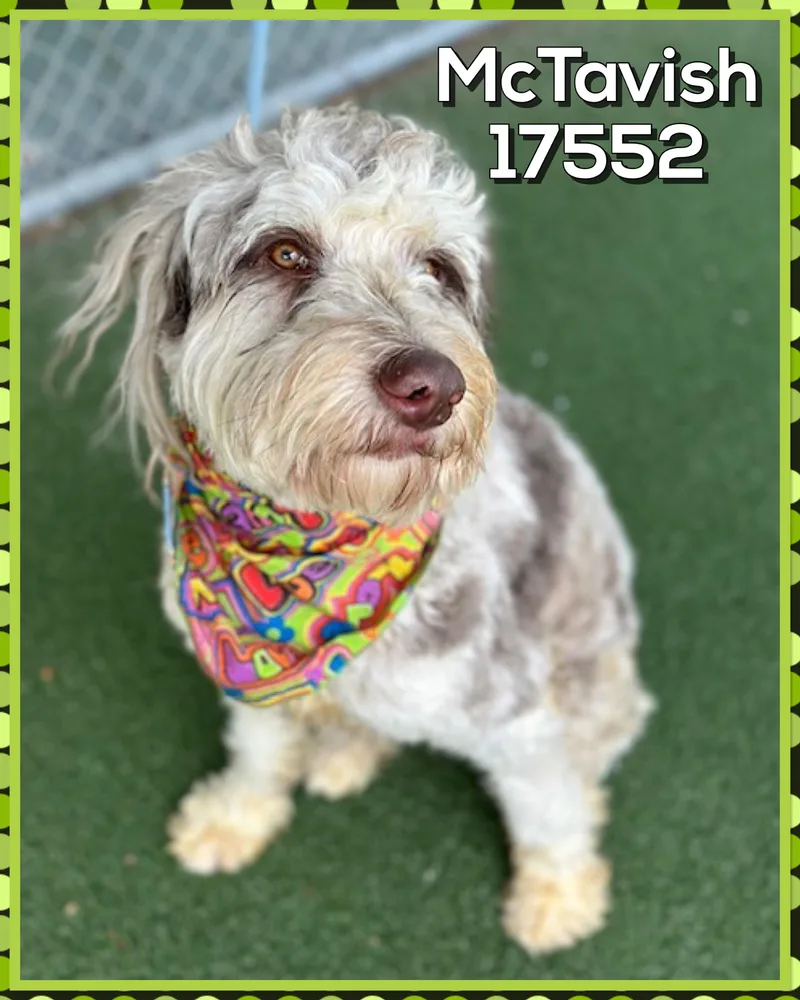 Mctavish thumbnail 5