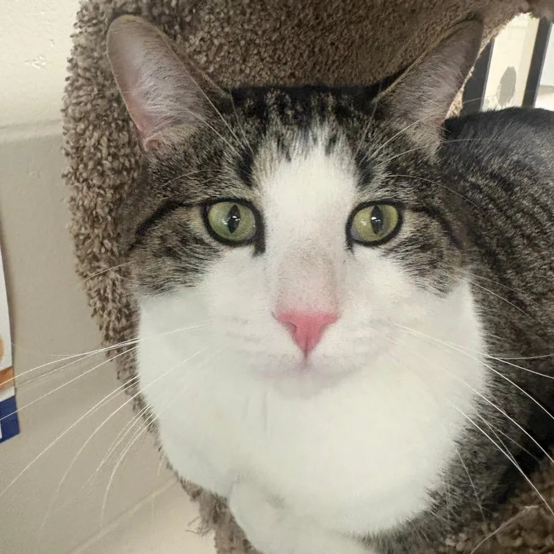 An adult large-sized male Brown / Chocolate Domestic Short Hair cat named Deuce for adoption in Brockton, MA