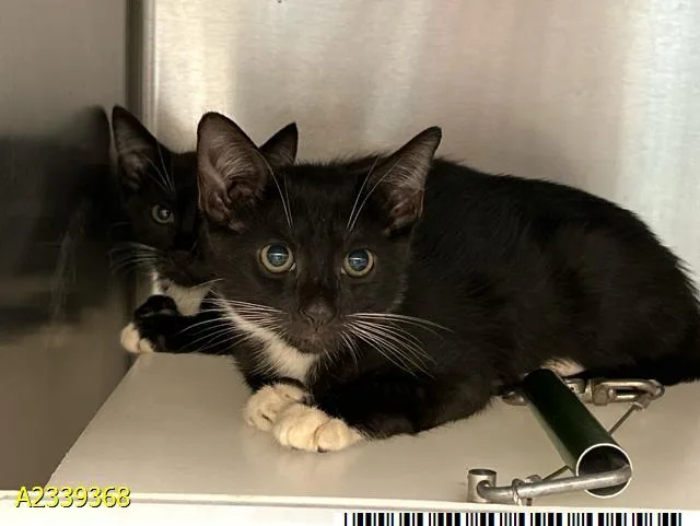 A baby small-sized male Domestic Short Hair cat named South for adoption in West Palm Beach, FL