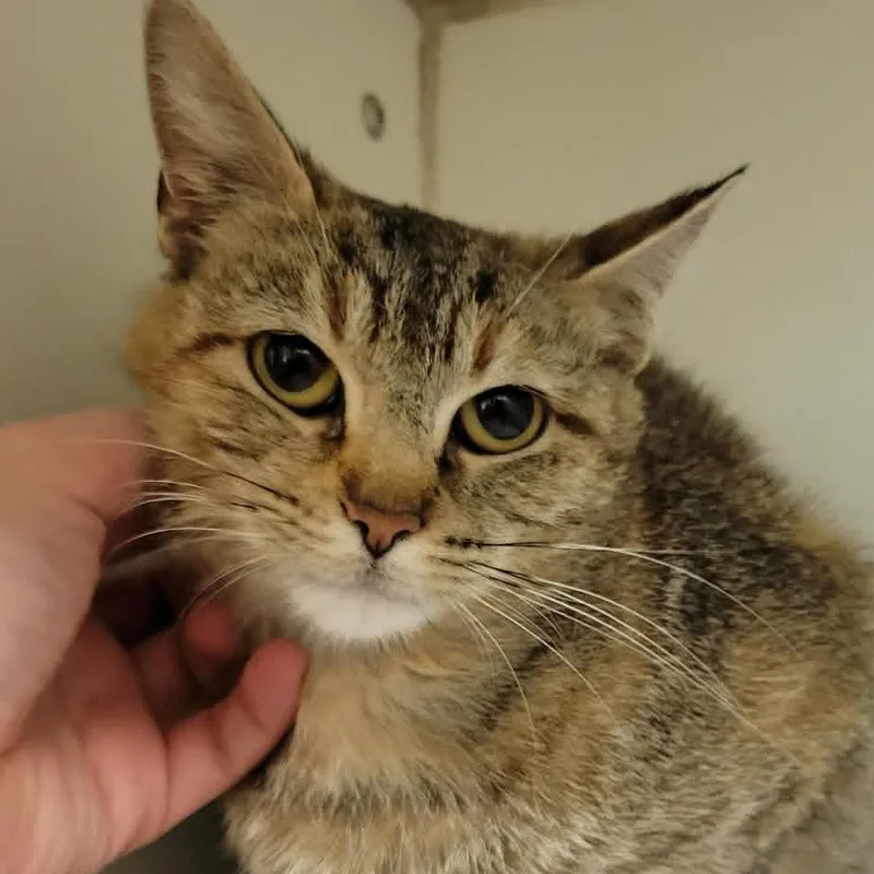 A young medium-sized female Torbie Domestic Short Hair cat named Phoenix for adoption in Columbia, MO