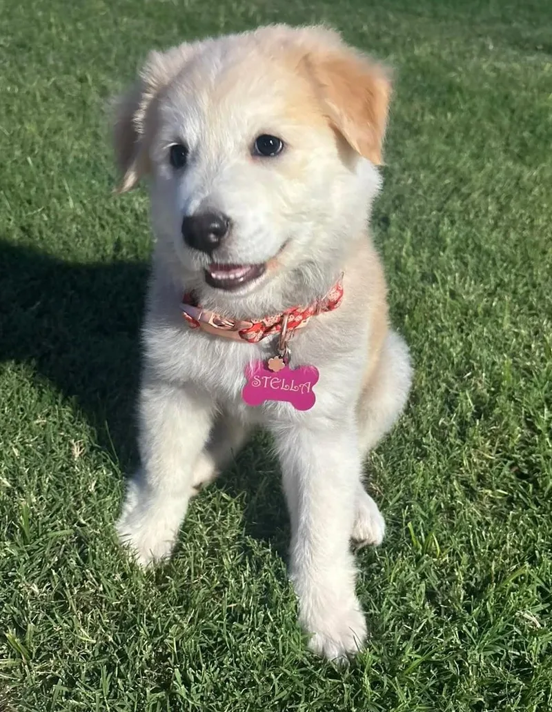 A baby large-sized female White / Cream Great Pyrenees dog named Stella for adoption in Kiowa, OK