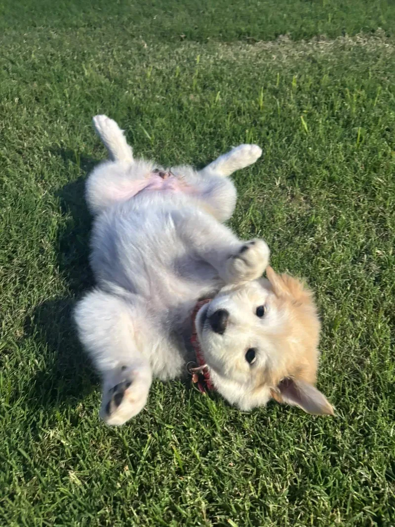 Stella thumbnail 2