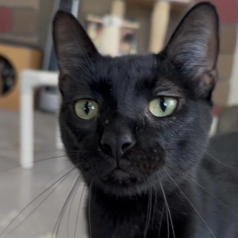 An adult large-sized male Domestic Short Hair cat named Raven for adoption in Laredo, TX