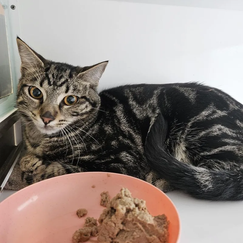 A young medium-sized male Domestic Short Hair cat named Nissan for adoption in Ridgely, MD