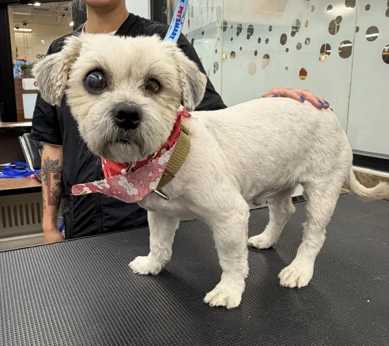 An adult small-sized male White / Cream Shih Tzu dog named Frosty Donut Local for adoption in Andover, MA