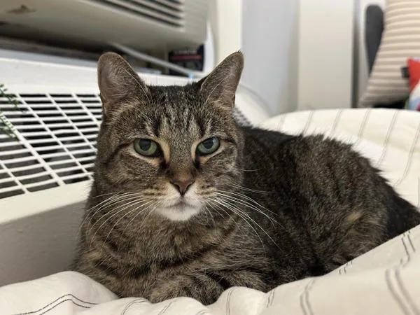 A senior medium-sized female Domestic Short Hair cat named Litchi for adoption in Ridgewood, NY