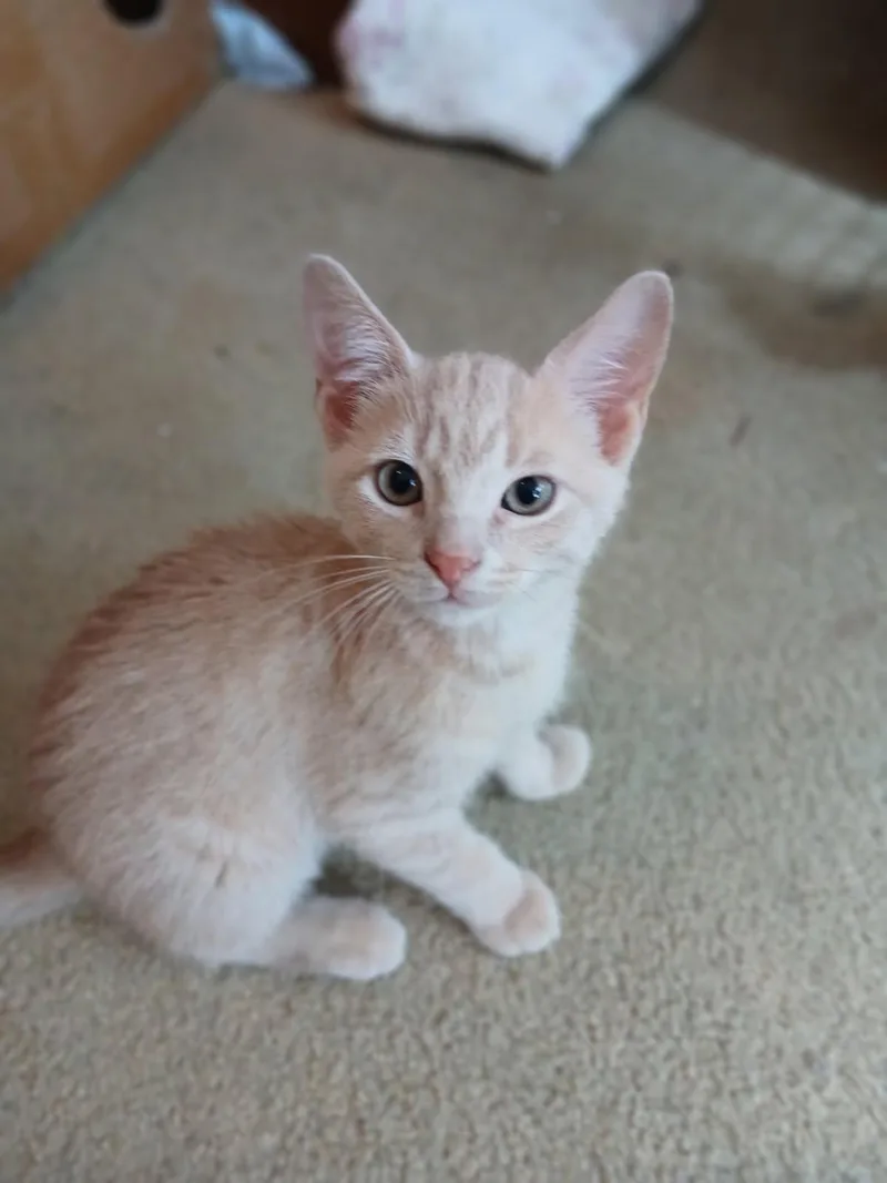 A baby medium-sized male Buff / Tan / Fawn Domestic Short Hair cat named Ford for adoption in Kenhorst, PA