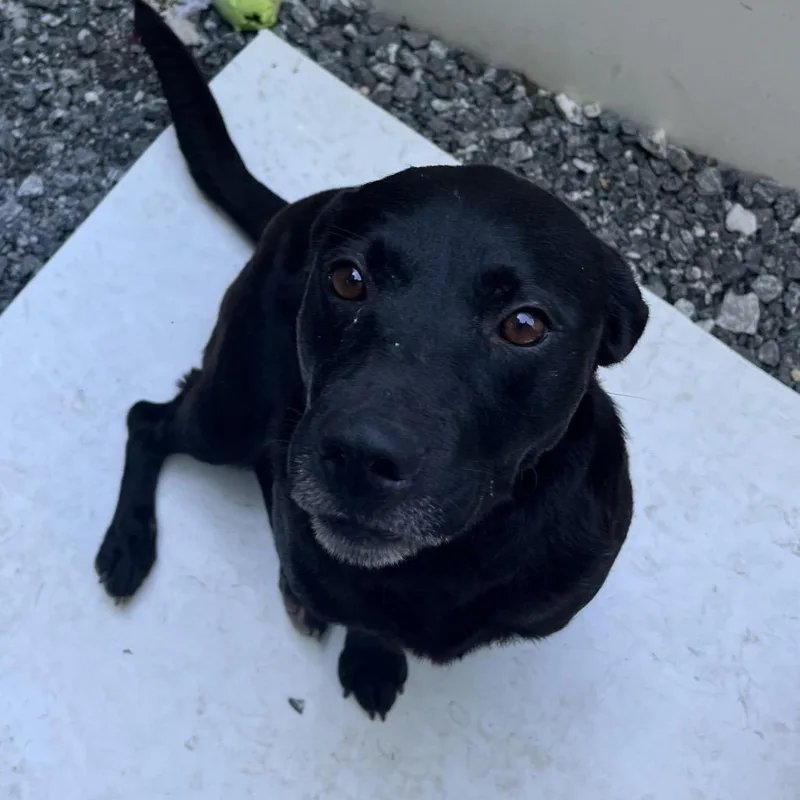 A young medium-sized female Black Labrador Retriever dog named Mini for adoption in Franklin, NC