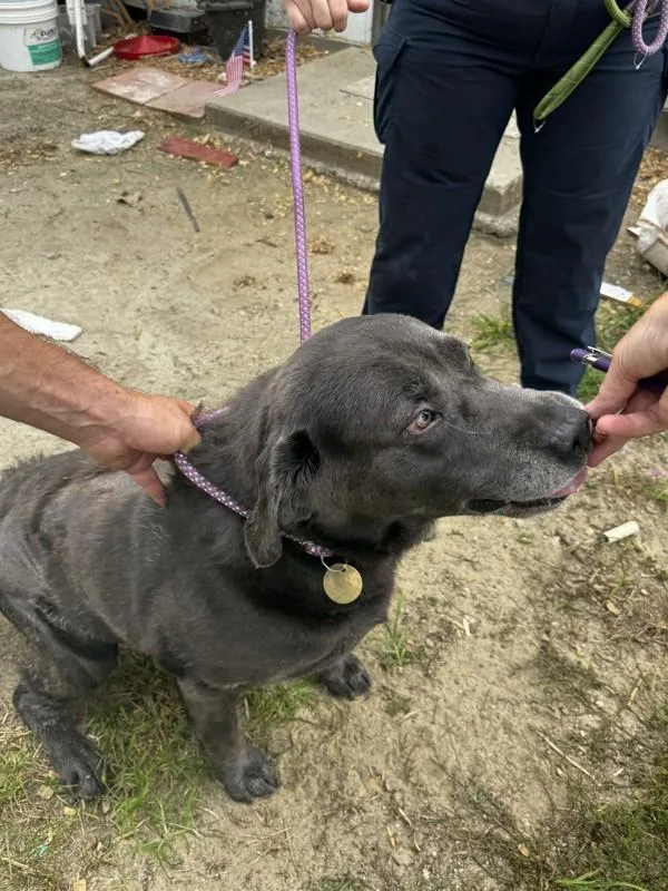 An adult large-sized male Labrador Retriever dog named A for adoption in Salisbury, MD