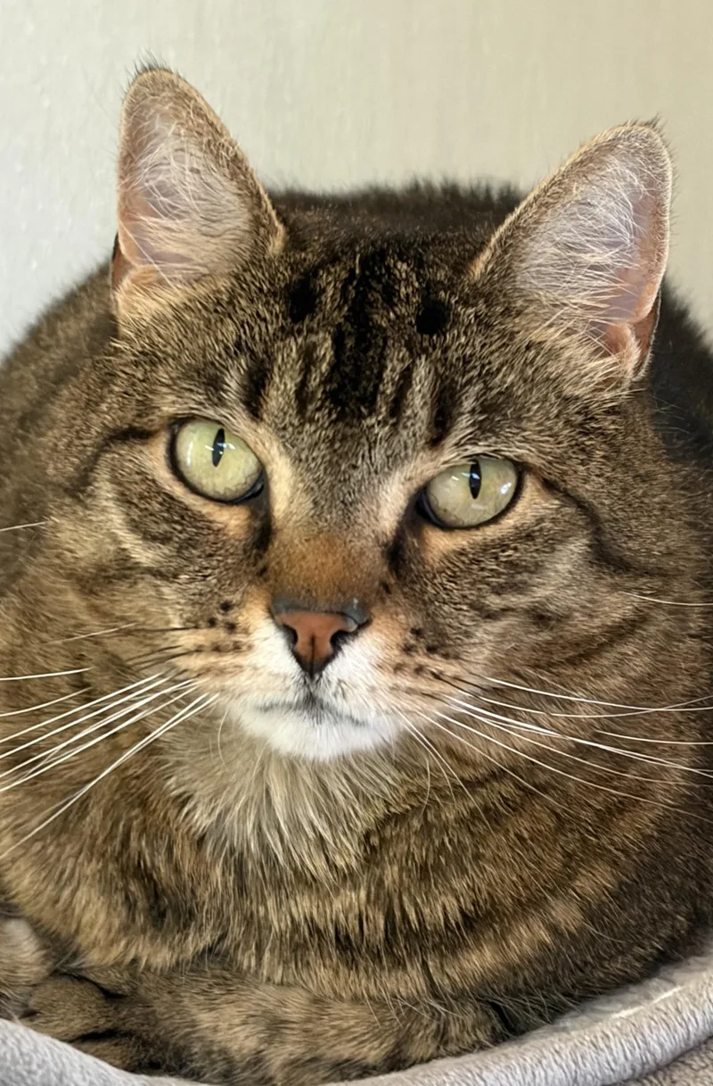 An adult medium-sized female Domestic Short Hair cat named Avida for adoption in Beacon, NY