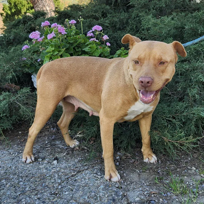 An adult medium-sized female White / Cream Pit Bull Terrier dog named Aurora for adoption in Burbank, CA