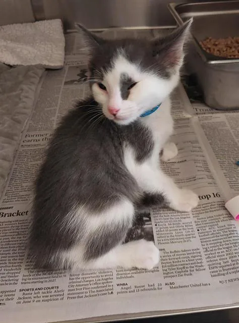 A baby small-sized male Domestic Short Hair cat named A for adoption in Chula Vista, CA