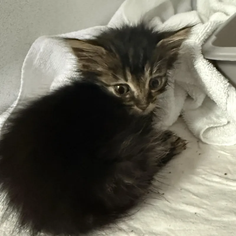 A baby medium-sized male Tabby (Buff / Tan / Fawn) Tabby cat named Oz for adoption in Columbia, SC