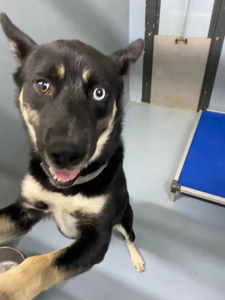A young large-sized male Husky dog named Mr. Nibs for adoption in Cartersville , GA