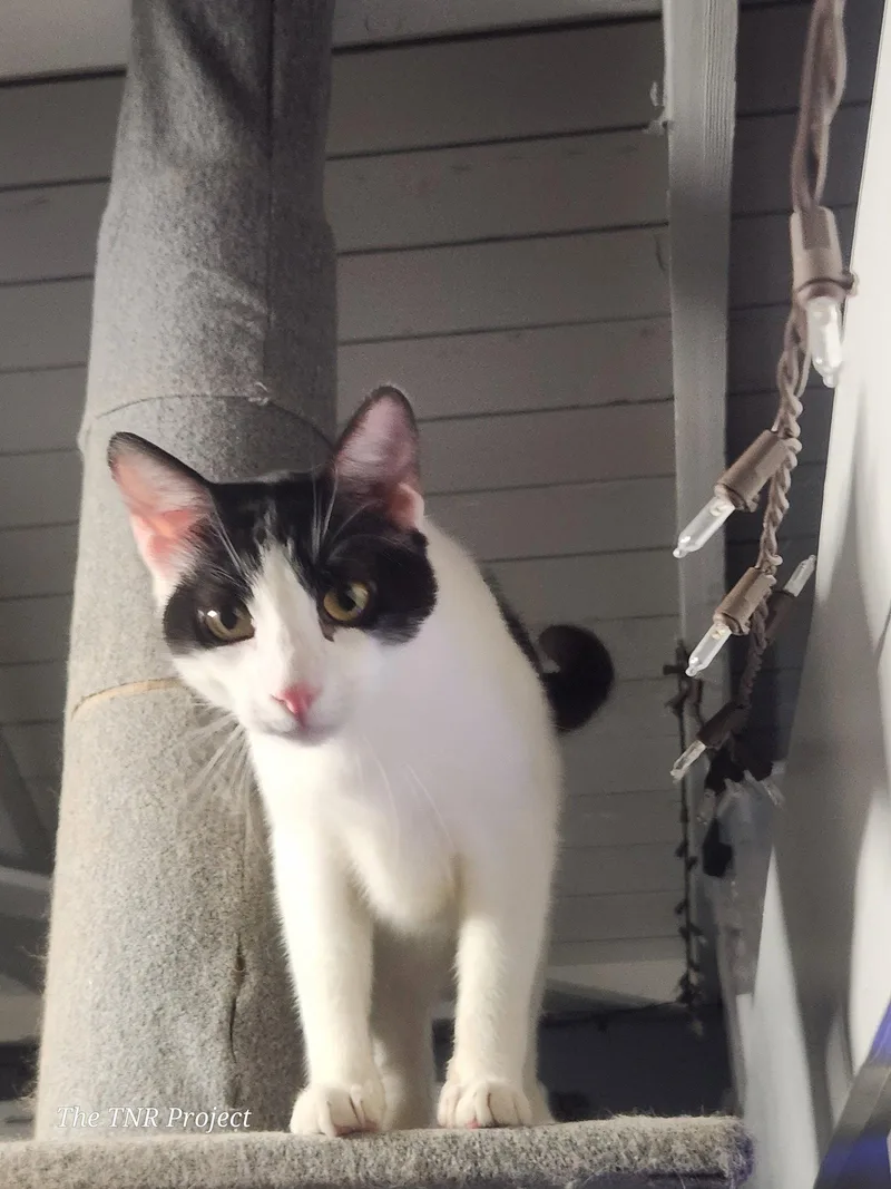 An adult large-sized male Black & White / Tuxedo Domestic Short Hair cat named Miracle for adoption in Monrovia, CA
